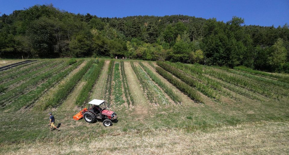 Vue aérienne de la parcelle en été : des rangs de jeunes arbres séparés de larges bandes d'herbe, un tracteur équipé d'un broyeur en train de faucher entre deux rangs, un homme qui marche à côté, et la forêt qui ferme le fond sous un ciel bleu.