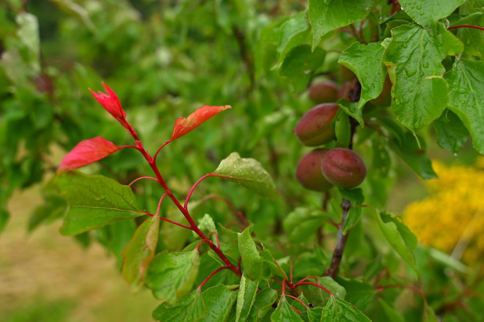 Rameau chargé de fruits encore verts et rouges après la pluie, à côté d'une jeune pousse au feuillage écarlate.