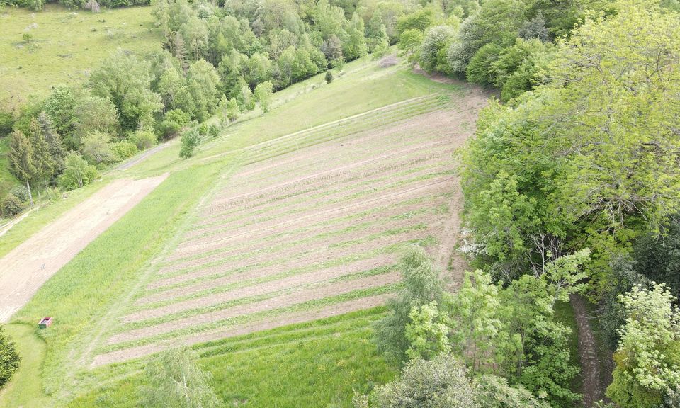 La même parcelle vue de biais, plus haut : un quadrilatère de rangs réguliers ouvert dans la pente, cerné de forêt sur trois côtés, un pré et un chemin sur le quatrième.