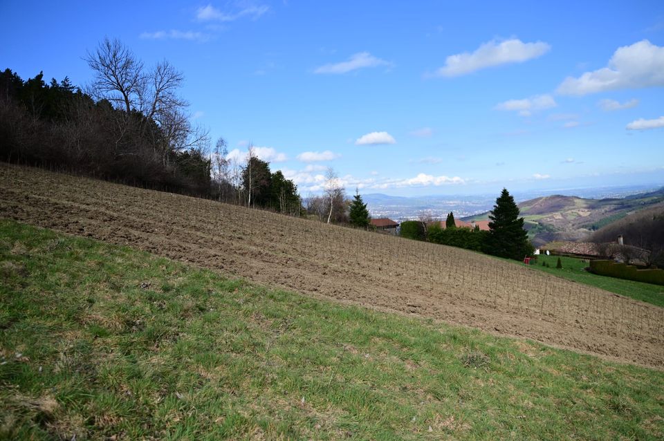 Une parcelle en forte pente, fraîchement travaillée et plantée de rangs réguliers de jeunes plants encore sans feuilles ; au-delà, les collines boisées et la plaine au loin, sous un ciel clair de fin d'hiver.