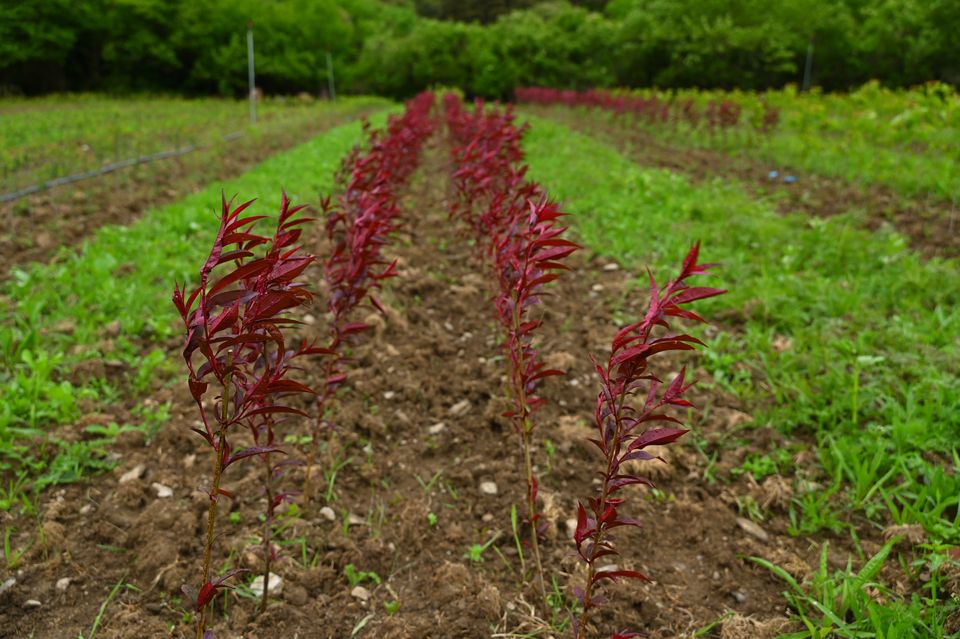 Rangs de jeunes porte-greffes Rubira au feuillage rouge, plantés en pleine terre entre des bandes enherbées, à la pépinière au printemps.